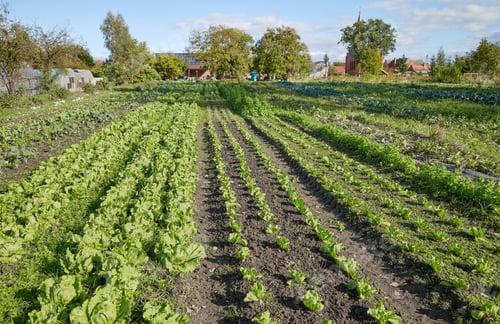 Preview: Photo of an organic vegetable farm.