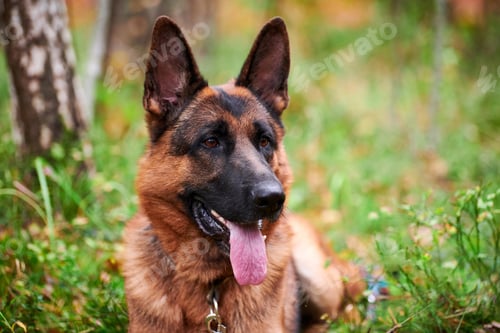 Preview: German Shepherd dog portrait for walk, German Shepherd dog lying on green grass sticking out tongue