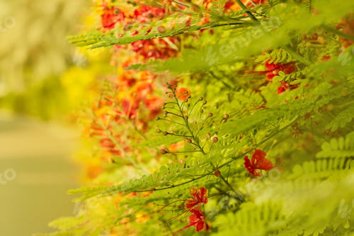 Preview: Bright orange flowers on a shrub planted along the path in the Park. Soft focus,