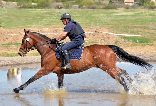 Preview: Rider In The Jumping Show