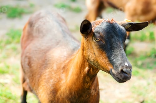 Preview: French herd of goats on a green farm