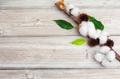 Preview: Branch with cotton flowers on wooden background