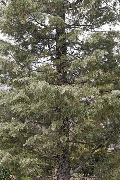 Preview: Arizona Cypress (Cupressus Arizonica). Called Piute Cypress Also