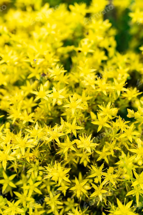 Preview: Macro shot of the blossomed yellow Goldmoss stonecrop flowers