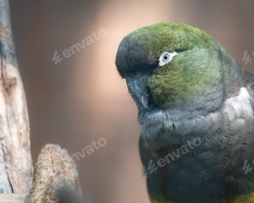 Preview: Vibrant green parrot perched atop a wooden stick in its natural habitat