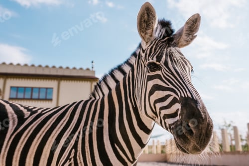 Preview: close up view of zebra grazing in corral at zoo