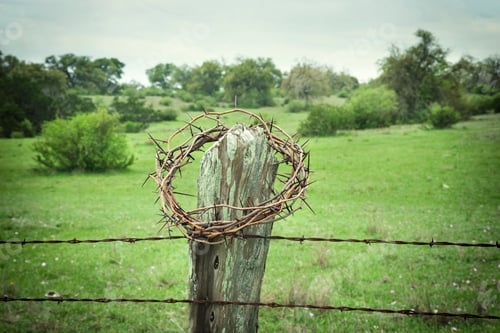 Preview: Crown of Thorns on Fence Post in Texas Hill Country