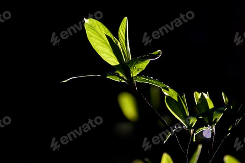 Preview: Highlighting Leaves
