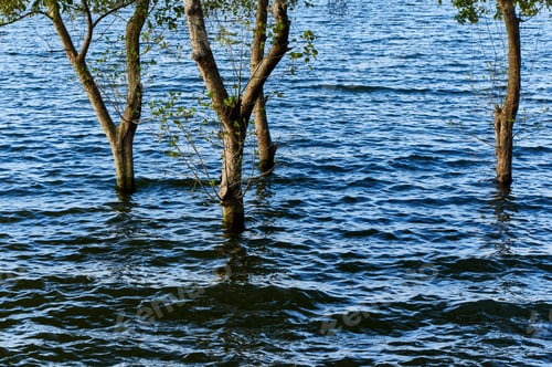 Preview: The trees on the water during flooding