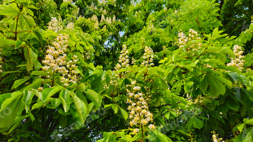 Preview: Branches of spring flowering Chestnut with white flowers