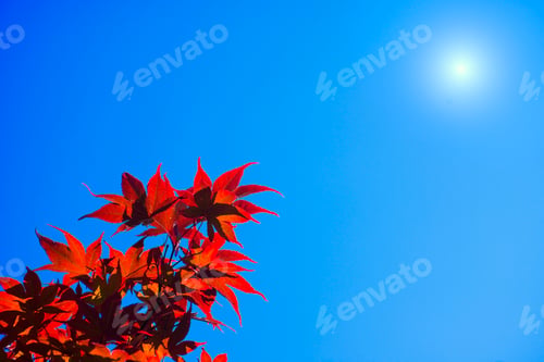 Preview: Maple tree red leaves under hot Summer sun.