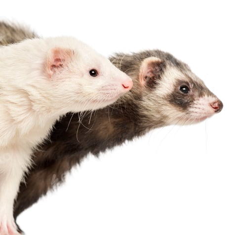 Preview: Close-up of two Ferrets, 2 years old, isolated on white
