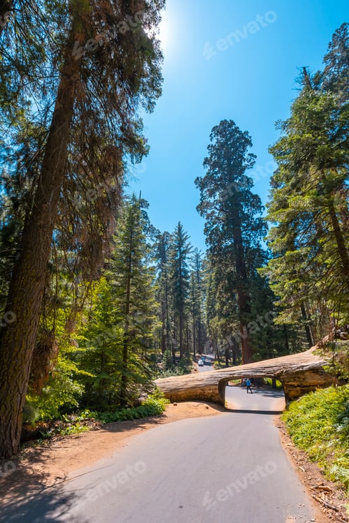 Preview: The beautiful tunnel tree called Tunnel Log in Sequoia National Park, California