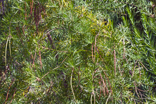 Preview: Desert Willow (Chilopsis Linearis)