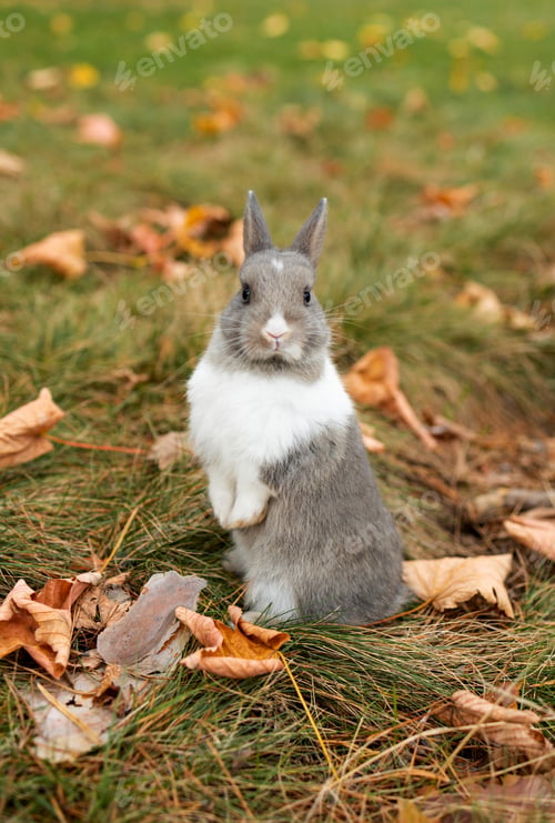 Preview: Little funny grey rabbit sitting in leaves in autumn. Cute decorative rabbit in autumn leaves. Anima