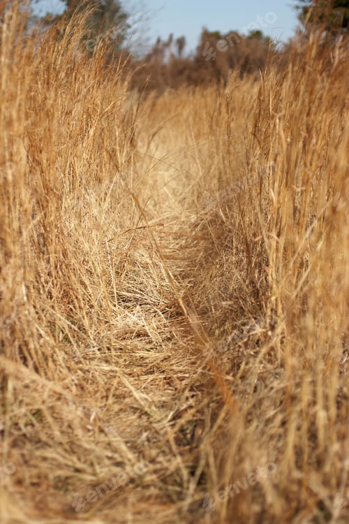 Preview: View through dry grass