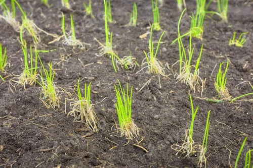 Preview: Emerging seedlings in an organic vegetable plantation, selective focus.