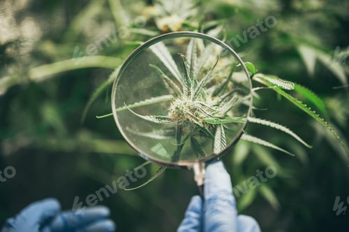 Preview: Growing cannabis indoors, hemp cultivation technique. Growing pot in groutent
