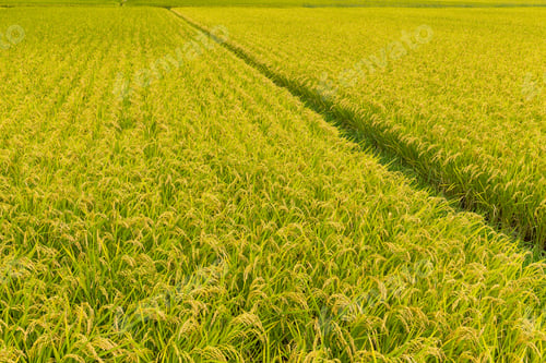Preview: Paddy rice field