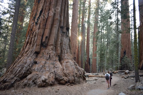 Preview: Friends are walking among the giant trees in the beautiful sequoia forest during the golden hour