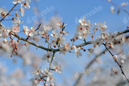 Preview: Bee Pollinating White Blossoms Against a Blue Sky