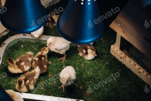 Preview: Small chickens and ducklings bask on the grass under a lamp in the yard