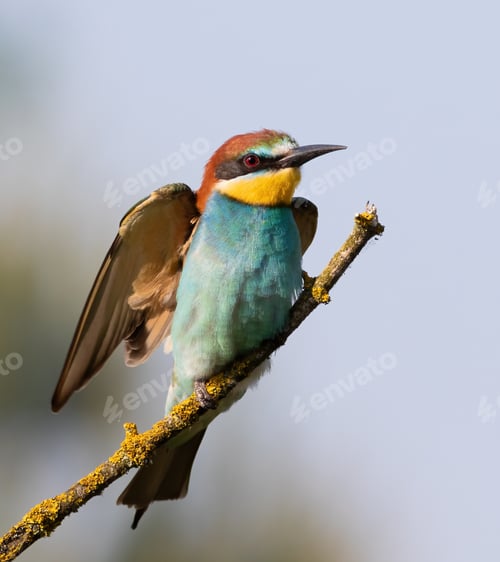Preview: European bee-eater, merops apiaster. A bird spreads its wings while sitting on a branch