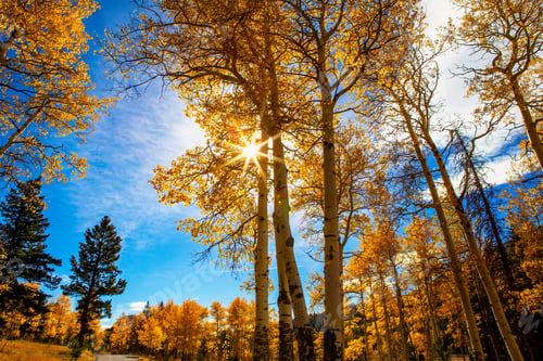 Preview: Low angle of sunlight beaming through yellow trees in Colorado on a sunny autumn day