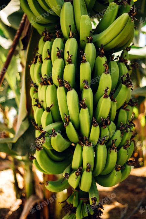 Preview: Green bananas background