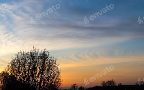 Preview: Beautiful shot of a large tree silhouette on a colorful sunset background