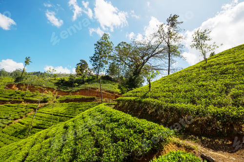 Preview: Tea plantation