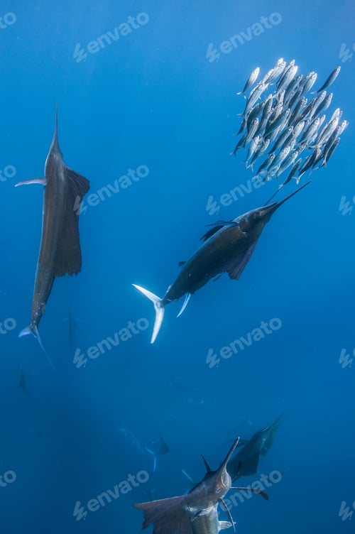 Preview: Underwater view of group of sailfish corralling sardine shoal, Contoy Island, Quintana Roo, Mexico