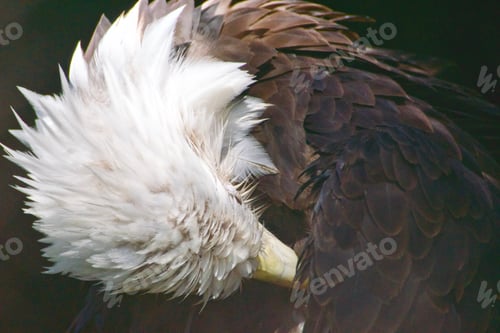 Preview: Nature zoomed in on a beautiful bald eagle