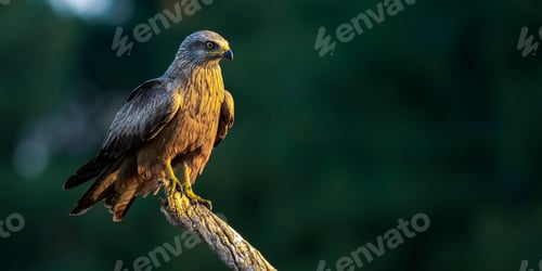 Preview: Black Kite
