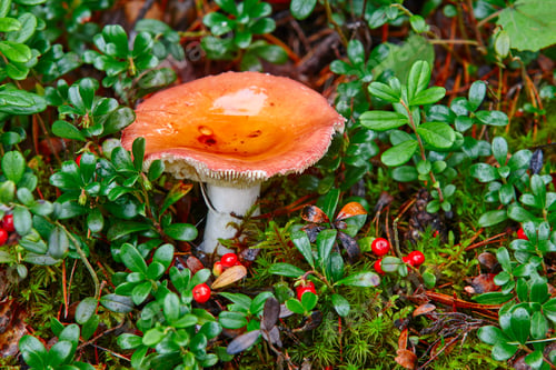 Preview: Mushroom with orange cap in the finnish forest. Russula emetica