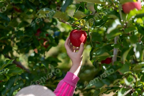 Preview: closeup of child picking big red and delicious apples on farm in autumn