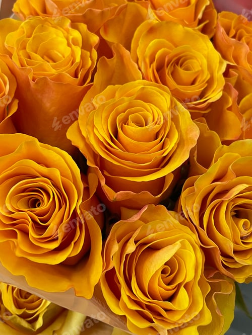 Preview: Roses