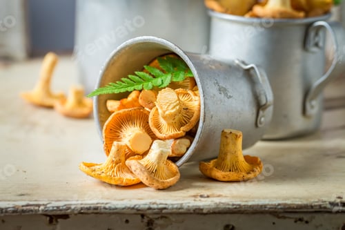 Preview: Raw chanterelles straight from forest. Noble and yellow mushrooms.