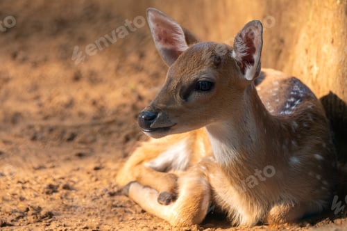Preview: Closeup portrait of an Indian Deer Chital in a zoo