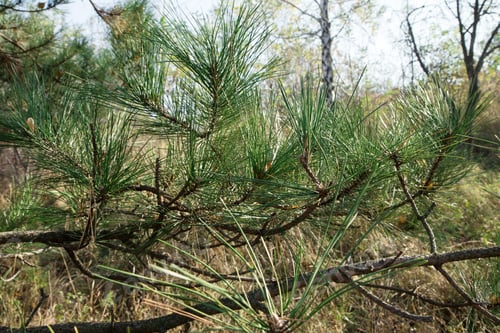 Preview: Branches of a pine tree