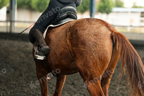 Preview: Young girl in helmet and special clothes riding a horse on the sandy ground of the paddock
