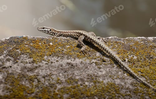 Preview: Lizard on a rock with moss outdoors in nature