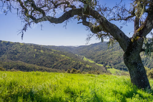 Preview: Valley oak tree in spring