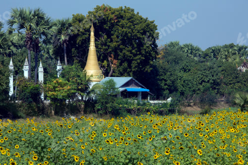Preview: Sun Flower Crop and Buddhist Stupa - Myanmar