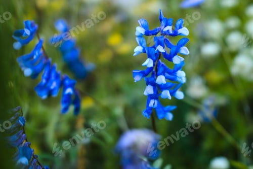 Preview: Bluebonnets growing against a green background