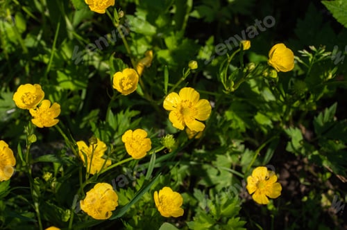 Preview: Oil cups, a beautiful bright yellow flower on a green background, intentionally out of focus foliage