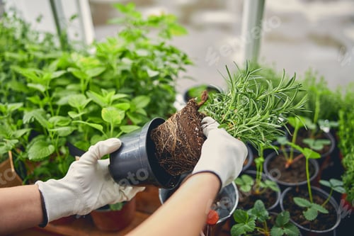 Preview: Qualified nursery worker replanting a potted plant