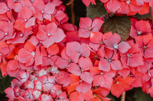Preview: Hydrangea Flowers in the Garden
