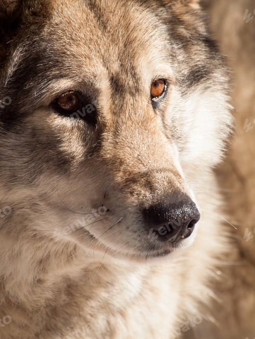 Preview: Wolf