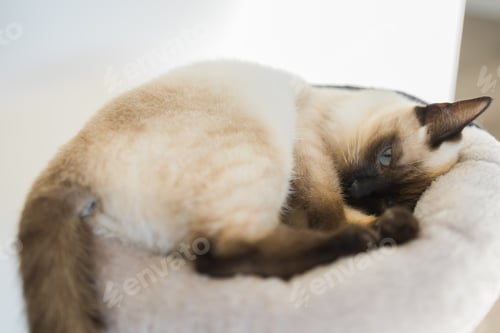 Preview: Small siamese cat sleeping on her cat's bed with soft cozy environment. Pet concept